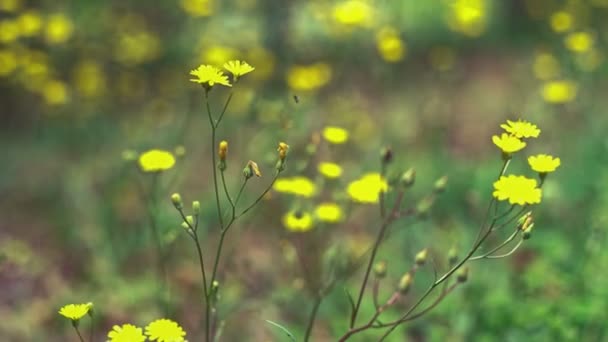 Маленькие Желтые Цветы Лугу — стоковое видео