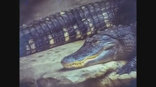 Londen Verenigd Koninkrijk Mei 1977 Krokodil Londense Dierentuin Jaren — Stockvideo