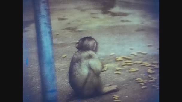 London United Kingdom May 1977 Monkeys London Zoo — Stock Video