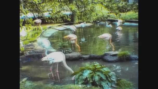 イギリス ロンドン1977年5月5日 70年代のロンドン動物園でフラミンゴ — ストック動画