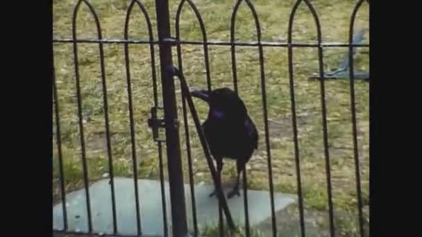 London United Kingdom May 1977 Black Crow Detail Digitized Footage — Stock Video