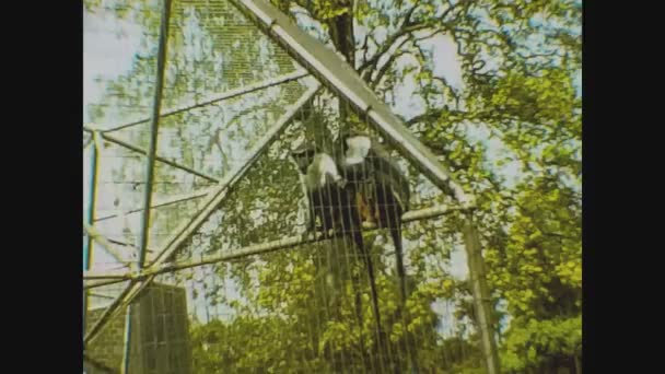 Londýn Spojené Království Květen 1977 Opice Londýnské Zoo Letech — Stock video