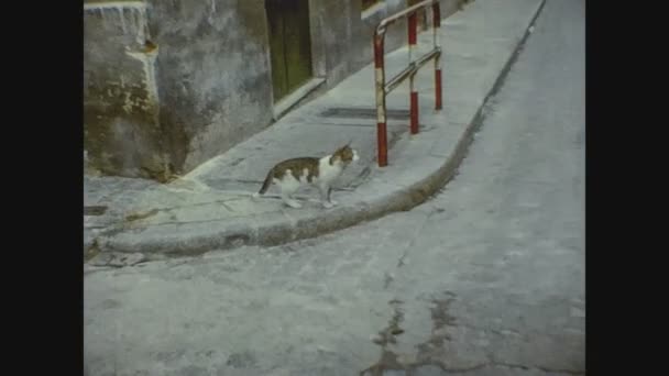 Pyrennes スペイン Circa 1975 Catが70年代に道路を横断 — ストック動画