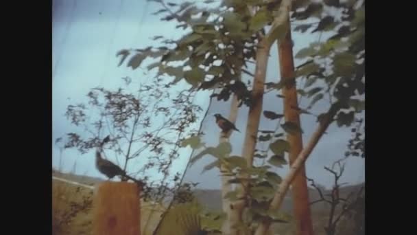 Сан Франциско Сша Октябрь 1972 Сафари Парк Зоопарка Сан Диего — стоковое видео