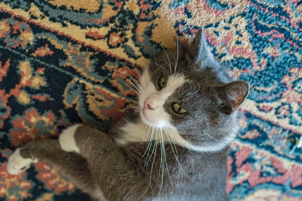 Lindo Gato Gris Jugar Casa Durante Día —  Fotos de Stock