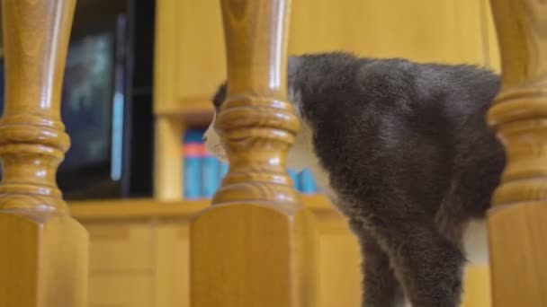 Niedliche Graue Katze Spielt Tagsüber Haus — Stockvideo