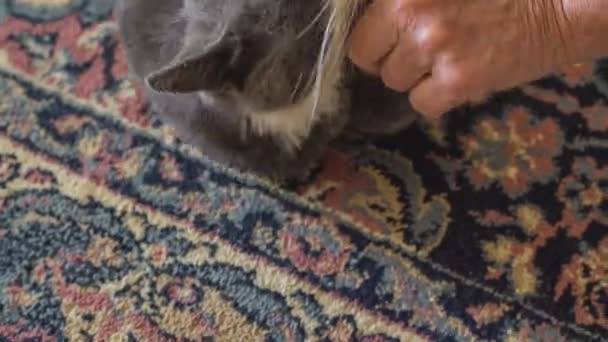 Cute Szary Kot Grać Domu Ciągu Dnia — Wideo stockowe
