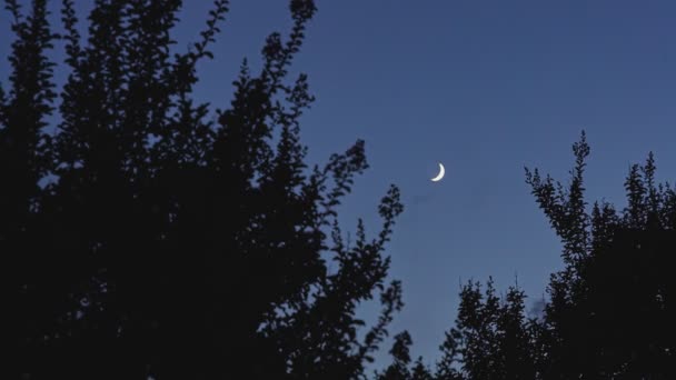 Nacht Mit Mond Und Silouette Bäumen — Stockvideo