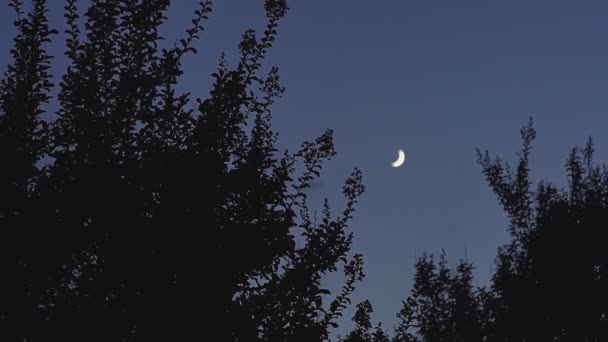 Nacht Mit Mond Und Silouette Bäumen — Stockvideo