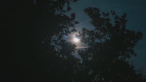 Night Tree Silhouette Moon Scene — Stockvideo