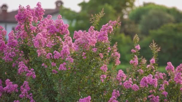 Detail Der Lagerstroemia Pflanze Voller Blüte Bei Sonnenuntergang — Stockvideo