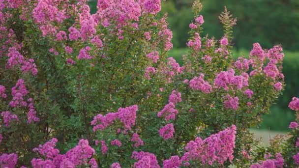 Gün Batımında Çiçek Açan Lagerstroemia Bitkisinin Ayrıntıları — Stok video