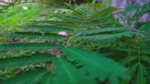 Fern Zanechává Detaily Přírodě — Stock video