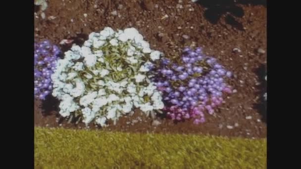 Stirling Verenigd Koninkrijk Mei 1974 Kleurrijke Bloemen Bloembed Jaren — Stockvideo