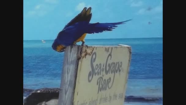 Saint Croix Virgin Islands May 1973 People Vacation Caribbean — Stock Video