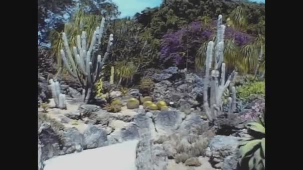Saint Croix Virgin Islands May 1973 七十年代的仙人掌 — 图库视频影像