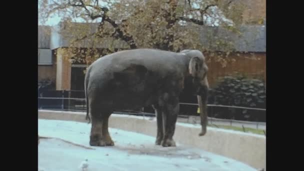 1973年10月7日至10日 巴塞罗那 70年代巴塞罗那动物园的大象 — 图库视频影像