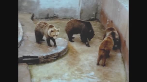 Barcelona Hiszpania Październik 1973 Niedźwiedzie Zoo Latach Tych — Wideo stockowe