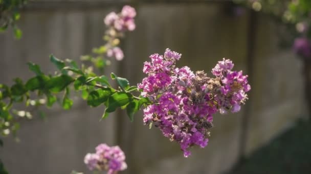 Detail Der Lagerstroemia Blume Bei Sonnenuntergang — Stockvideo