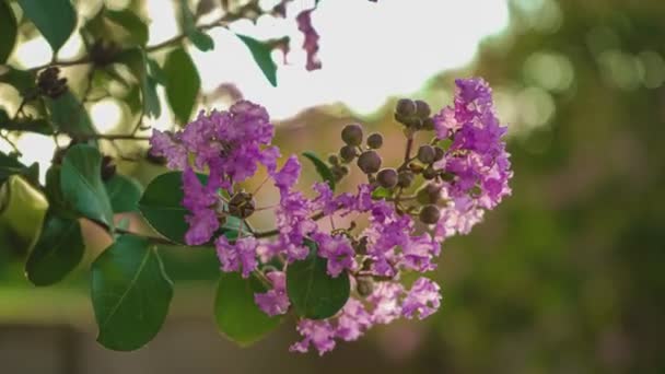 Detail Der Lagerstroemia Blume Bei Sonnenuntergang — Stockvideo