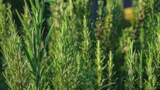 Détail Des Plantes Romarin Dans Nature Coucher Soleil — Video