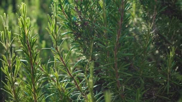 Detail Der Rosmarinpflanze Der Natur Bei Sonnenuntergang — Stockvideo