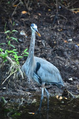 Meksika 'nın vahşi doğasında gri balıkçıl.