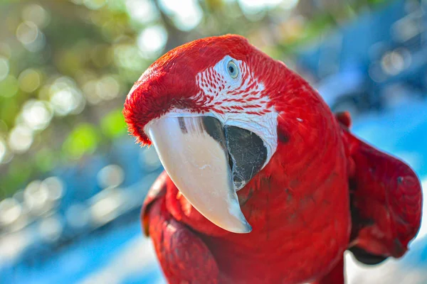 Czerwona Papuga Guacamaya Zbliżenie Selektywny Obraz Ostrości — Zdjęcie stockowe