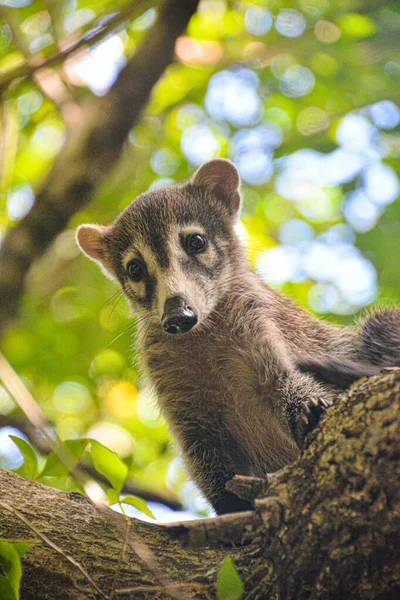 Coati Parmi Les Branches Des Arbres Quintana Roo Mexique — Photo