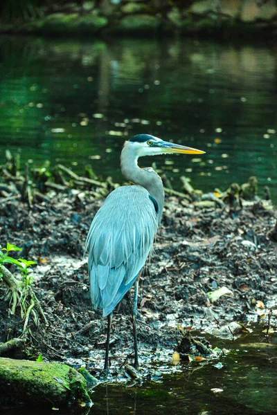 Garza Gris México Naturaleza Salvaje —  Fotos de Stock