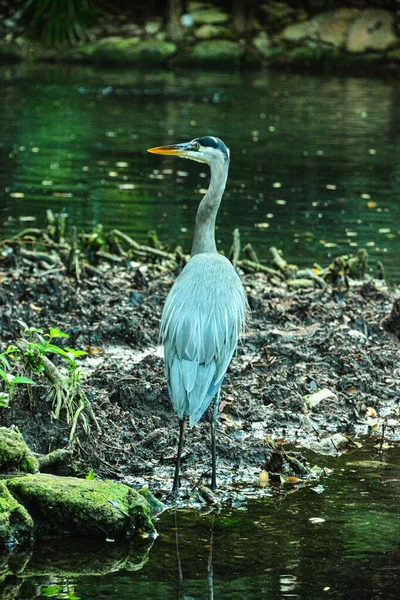 Grå Häger Mexico Vilda Djur Natur — Stockfoto