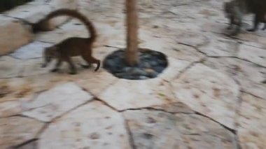 Coati Meksika 'daki taş geçitte yürüyor.