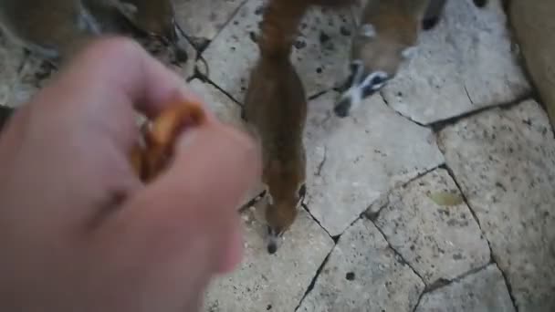 Feeding Coatis Mexico — Stock Video