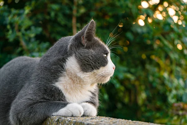 Cute Gray Cat Low Wall — Stock Photo, Image
