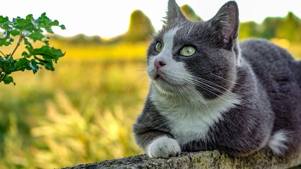 Close Portrait Cute Cat Looks — Stock Photo, Image