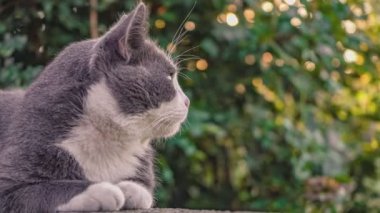 Alçak duvarda şirin gri kedi portresi