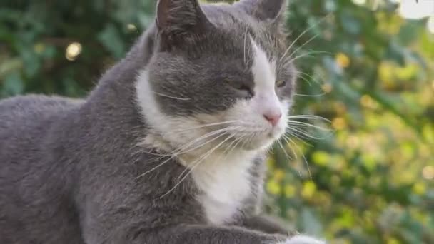 Roztomilý Šedý Kočičí Portrét Nízké Zdi — Stock video