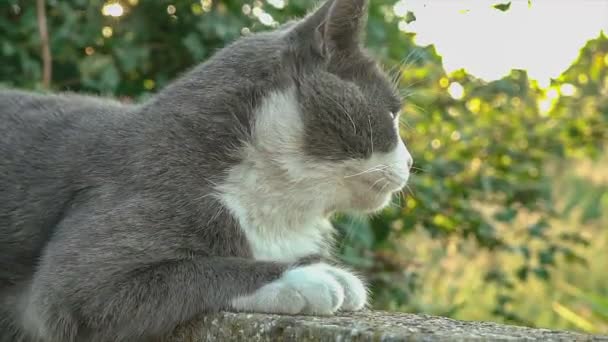Симпатичный Портрет Серой Кошки Низкой Стене — стоковое видео