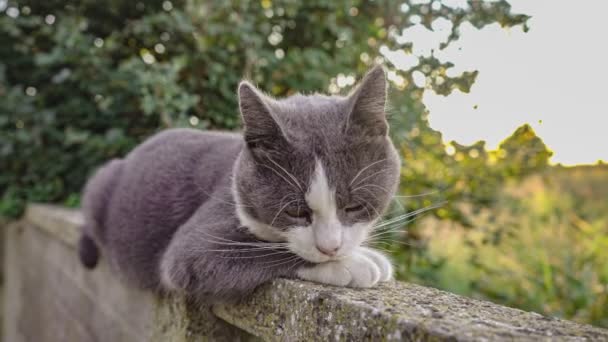 Niedliche Graue Katze Porträt Auf Niedriger Wand — Stockvideo