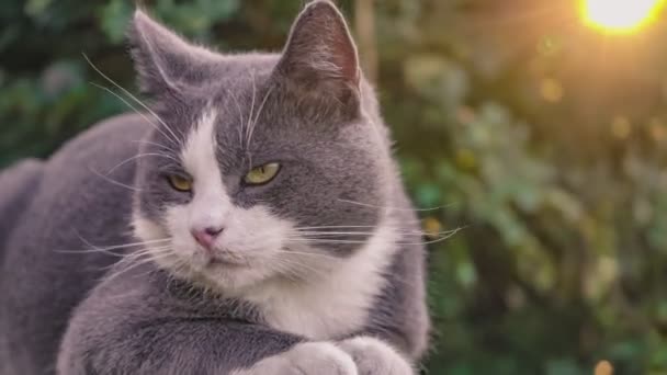 Roztomilý Šedý Kočičí Portrét Nízké Zdi — Stock video