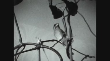 COPENHAGEN, DENMARK CRCA 1964: 60 'larda tesisteki küçük kuş