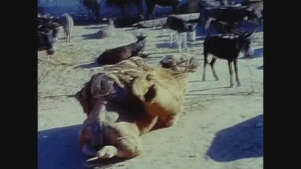 Carthage Tunisia Czerwiec 1960 Widok Ulicę Kartaginy Latach Tych — Wideo stockowe