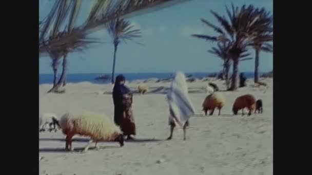 Carthage Tunisia Czerwiec 1960 Wypas Pustyni Owiec Latach Tych — Wideo stockowe