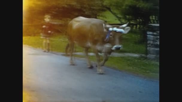 Ottilienberg Duitsland 1950 Circa Herder Met Grazende Koe Jaren — Stockvideo