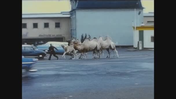 Lloret Mar España Junio 1965 Camellos Calle Los Años — Vídeo de stock