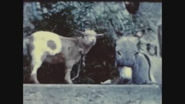 LUGANO, SWitness ZERLAND Mayıs 1963: 60 'larda İsviçre' deki çiftlikte eşek