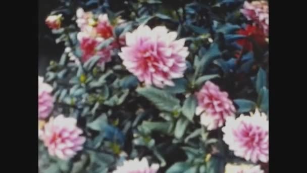 Λουγκανο Ελβετια Μάιος 1963 Χρωματιστά Λουλούδια Λεπτομέρεια Στη Δεκαετία Του — Αρχείο Βίντεο