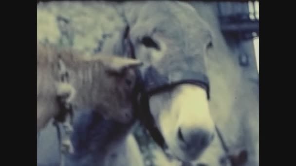 Lugano Suíça Maio 1963 Burro Fazenda Suíça Nos Anos — Vídeo de Stock