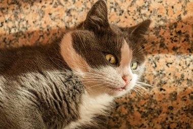 Tatlı gri kedi mermer merdivenlerde yuvarlanıyor