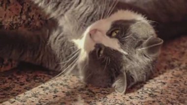 Evde yerde yatan sevimli bir kedi.